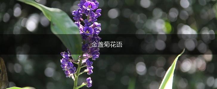 金盏菊花语,第1张
