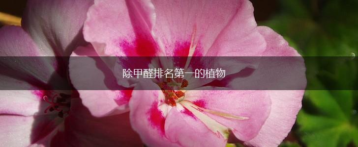 除甲醛排名第一的植物,第1张