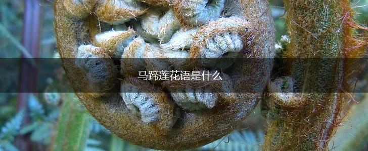 马蹄莲花语是什么,第1张