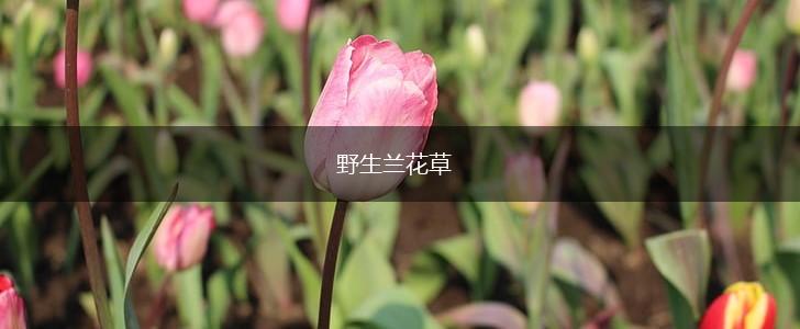 野生兰花草,第1张