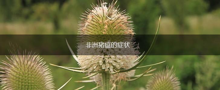 非洲猪瘟的症状,第1张