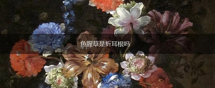 鱼腥草是折耳根吗,第1张