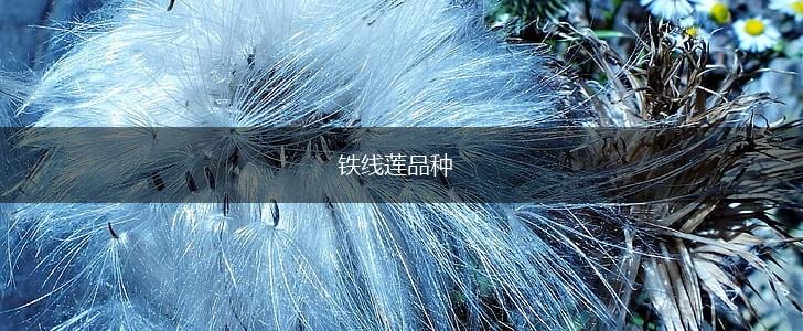 铁线莲品种,第1张
