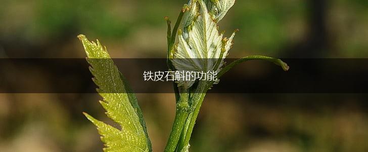 铁皮石斛的功能,第1张