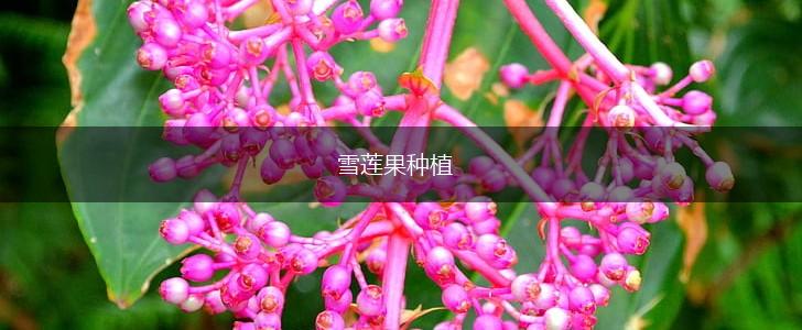 雪莲果种植,第1张