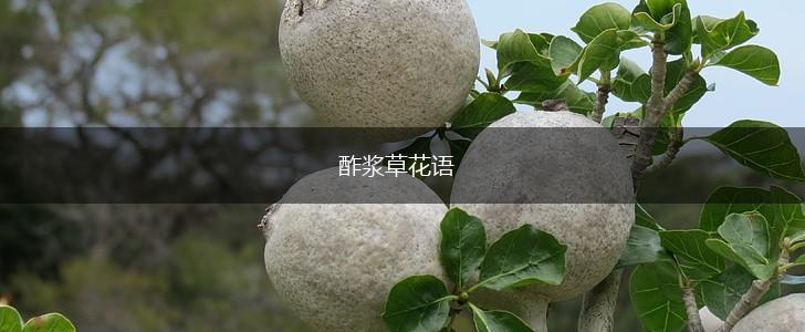 酢浆草花语,第1张