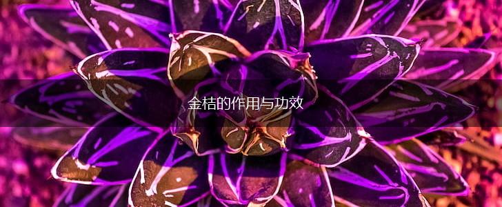 金桔的作用与功效,第1张
