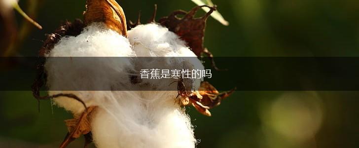 香蕉是寒性的吗,第1张