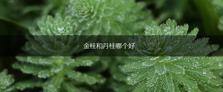 金桂和丹桂哪个好,第1张