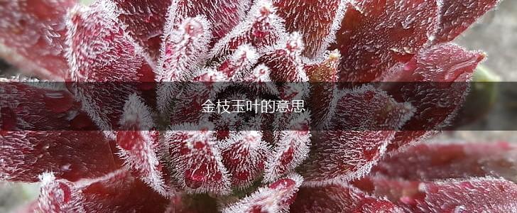 金枝玉叶的意思,第1张