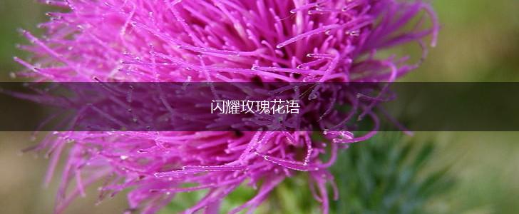闪耀玫瑰花语,第1张