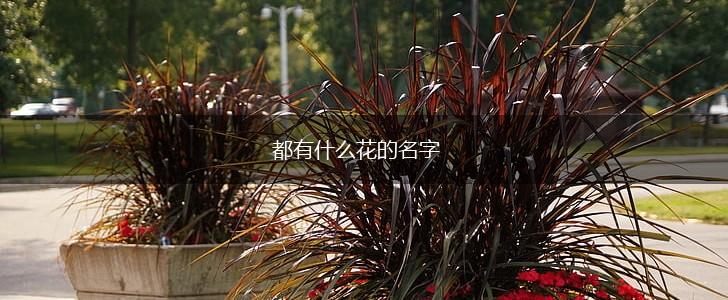 都有什么花的名字,第1张