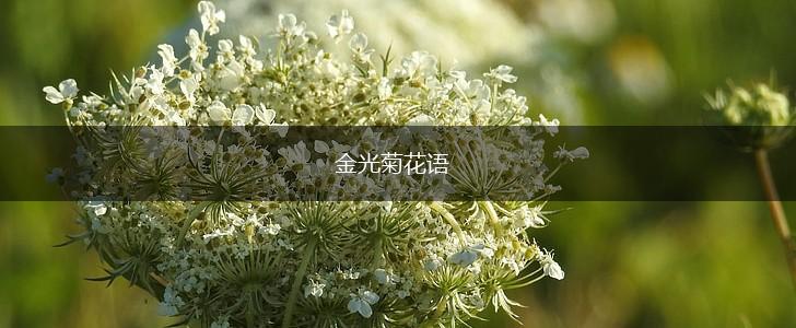 金光菊花语,第1张