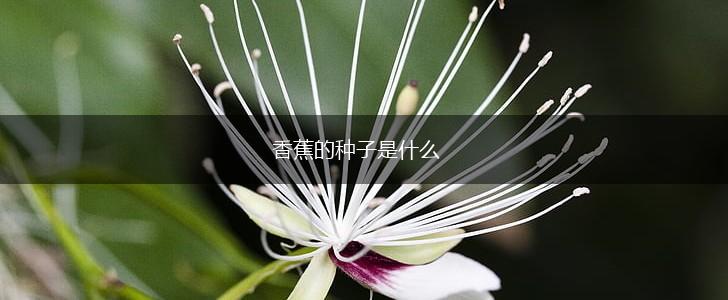 香蕉的种子是什么,第1张