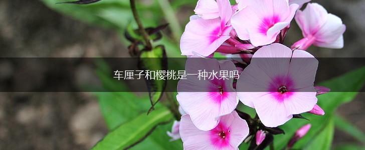 车厘子和樱桃是一种水果吗,第1张