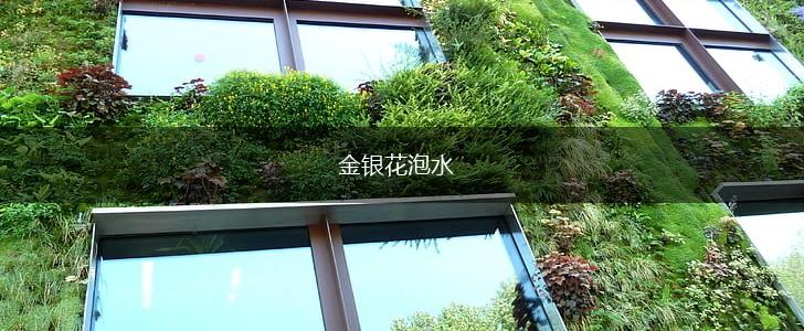 金银花泡水,第1张