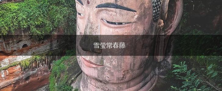 雪莹常春藤,第1张
