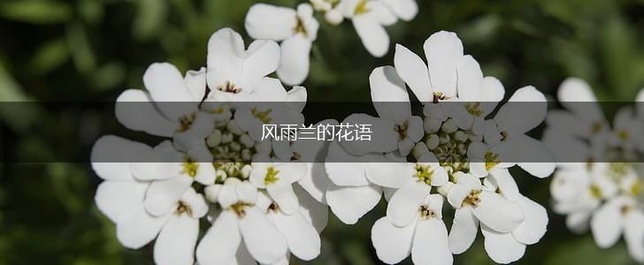 风雨兰的花语,第1张