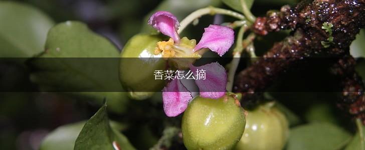 香菜怎么摘,第1张