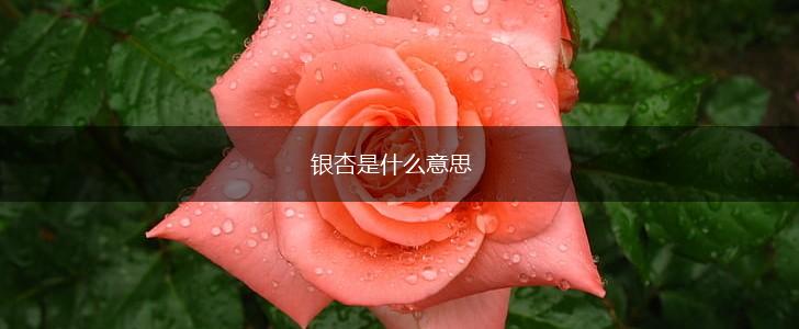 银杏是什么意思,第1张