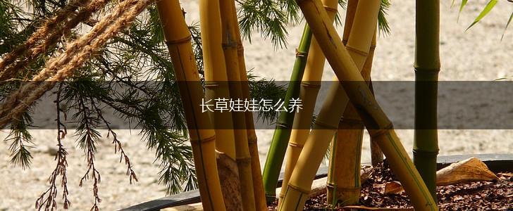 长草娃娃怎么养,第1张