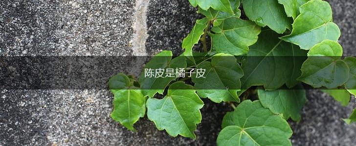 陈皮是橘子皮,第1张