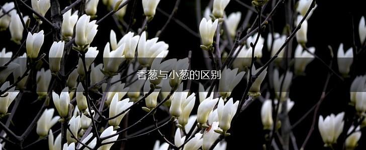 香葱与小葱的区别,第1张