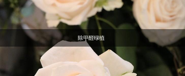 除甲醛绿植,第1张