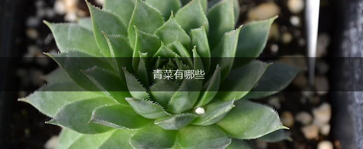 青菜有哪些,第1张