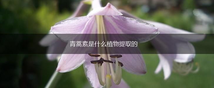 青蒿素是什么植物提取的,第1张
