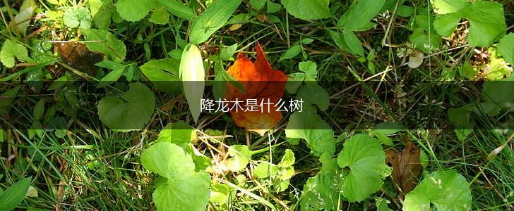 降龙木是什么树,第1张