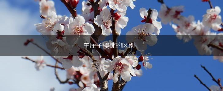 车厘子樱桃的区别,第1张