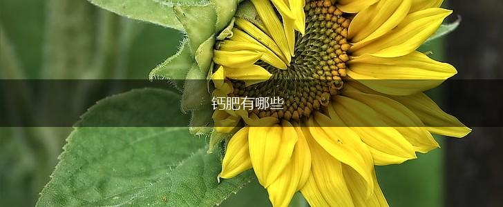 钙肥有哪些,第1张