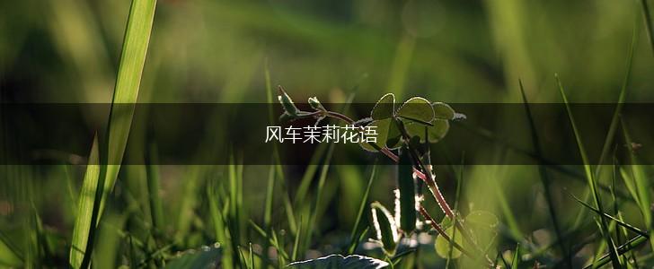 风车茉莉花语,第1张