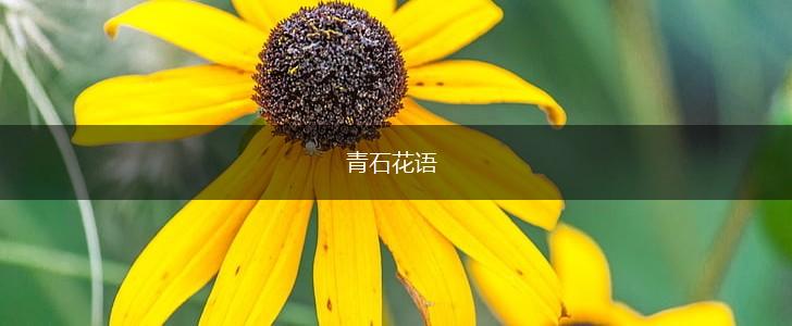 青石花语,第1张