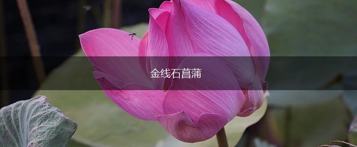 金线石菖蒲,第1张