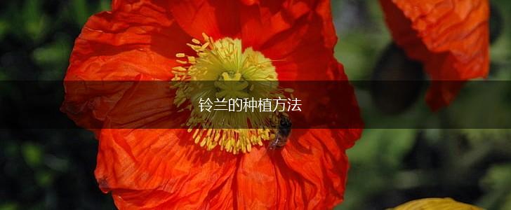 铃兰的种植方法,第1张