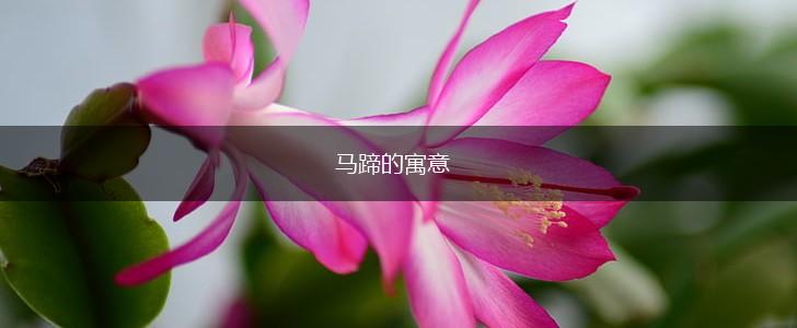 马蹄的寓意,第1张