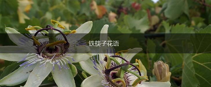 铁筷子花语,第1张