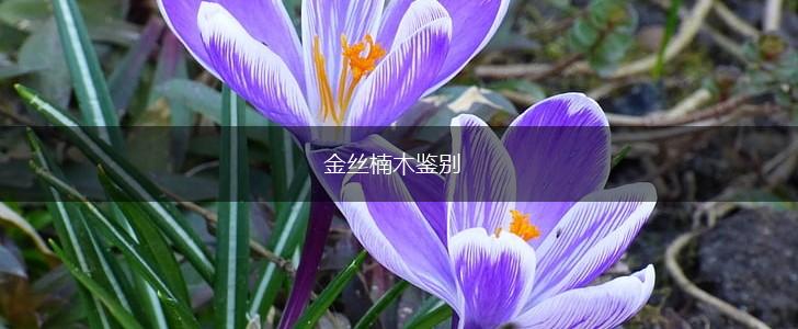 金丝楠木鉴别,第1张