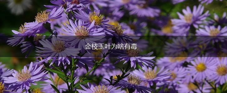 金枝玉叶为啥有毒,第1张