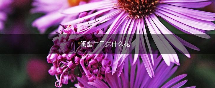 闺蜜生日送什么花,第1张