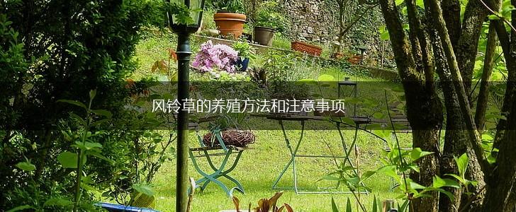 风铃草的养殖方法和注意事项,第1张
