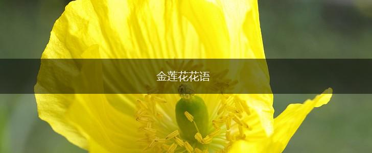 金莲花花语,第1张