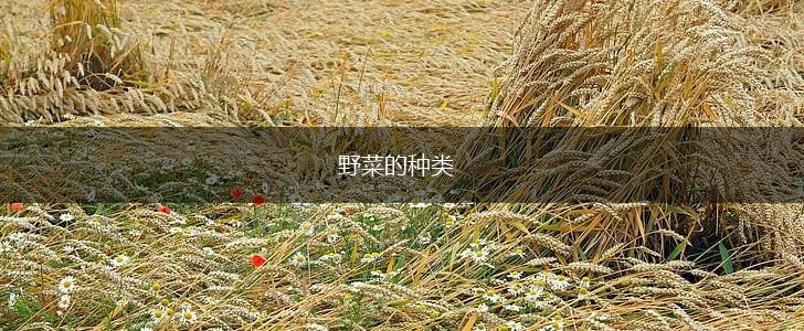 野菜的种类,第1张