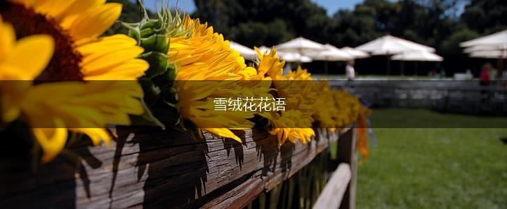 雪绒花花语,第1张