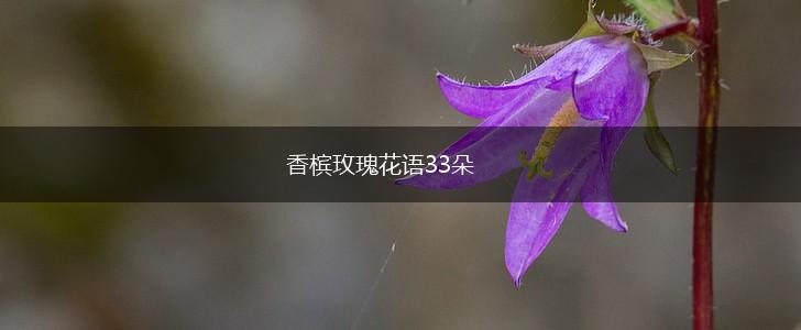 香槟玫瑰花语33朵,第1张