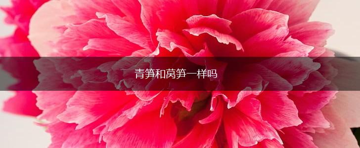 青笋和莴笋一样吗,第1张