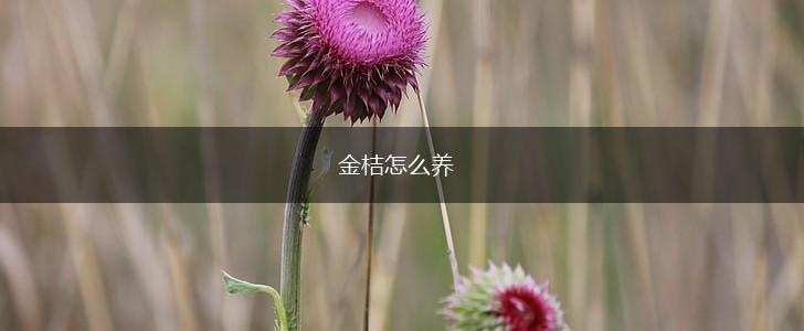 金桔怎么养,第1张 金桔怎么养,第1张