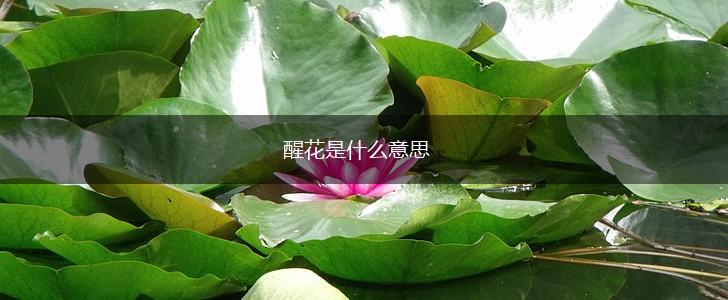 醒花是什么意思,第1张